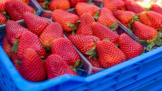 Fraises marocaines : le ministère de l’Agriculture dément les rumeurs de contamination