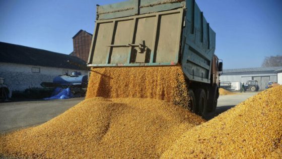 Importations marocaines de blé : l’USDA anticipe un net recul en 2025/26
