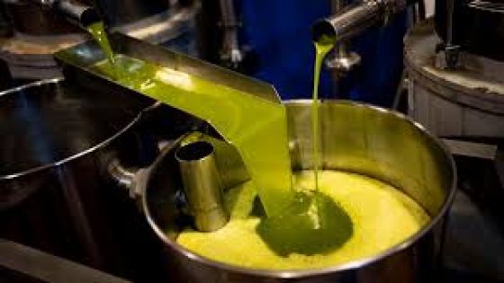 Huile d’olive : récolte record et baisse des prix — la filière marocaine retrouve son équilibre