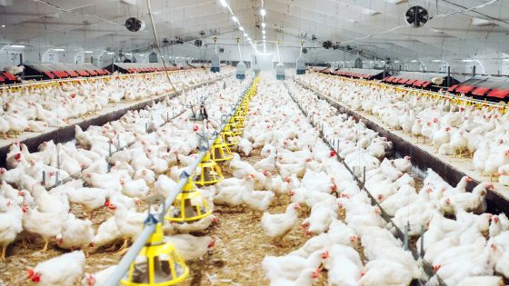 Aviculture : le Maroc consolide sa place parmi les leaders africains