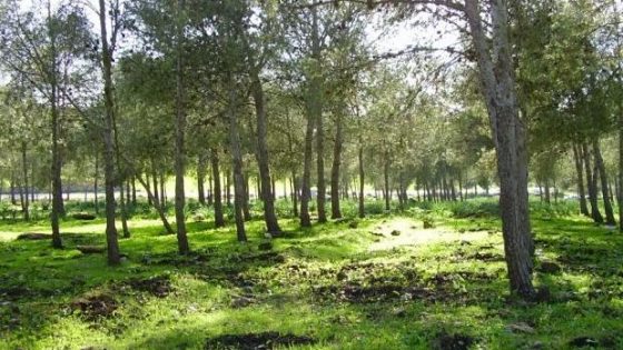 Safi verdit son avenir : lancement de la forêt urbaine “Al Araâr”