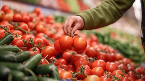 Tomates marocaines : la suspension partielle des exportations fait grimper les prix en Europe