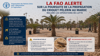 La FAO alerte sur la poursuite de la propagation du criquet pèlerin au Maroc malgré les opérations de lutte