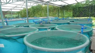 L’aquaculture marocaine franchit un cap avec 244 projets en exploitation