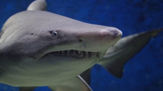 Des fossiles de 367 millions d&rsquo;années révèlent le crâne complet d&rsquo;un requin préhistorique