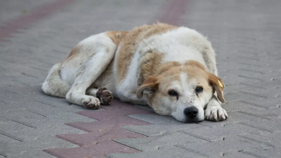 Chiens errants : Oujda veut réguler le phénomène entre sécurité publique et protection animale