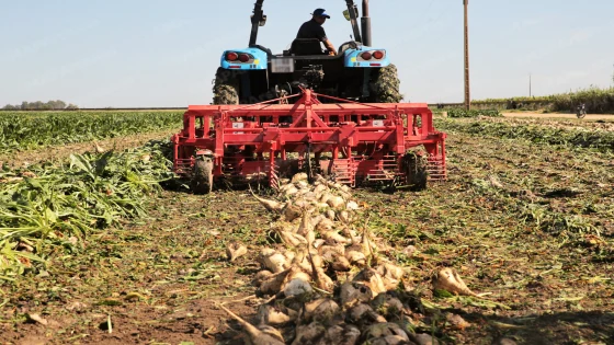 Casablanca-Settat : la production de betterave sucrière bondit de 31% lors de la campagne 2025-2026