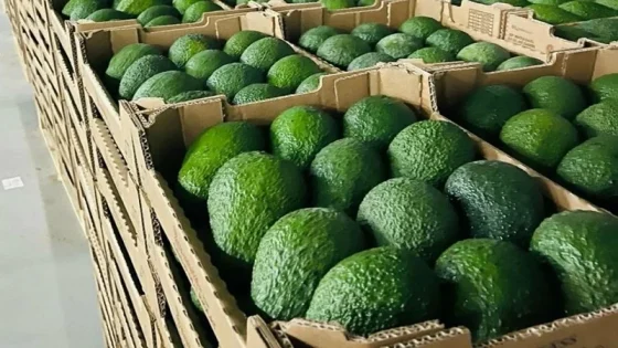 Avocat : le Maroc s’attend à une récolte record de près de 180.000 tonnes