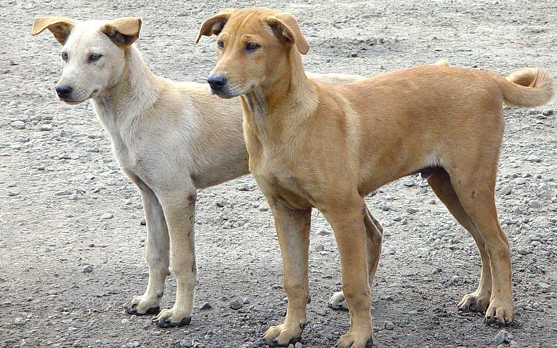 Le Conseil de gouvernement examine un projet de loi sur la protection des animaux errants