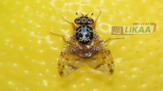 لحماية الحوامض: 130 مليون ذبابة تدخل الخدمة