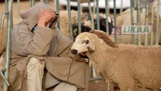 إطلاق عملية صرف الدعم المباشر لمربي الماشية تنفيذا للتعليمات الملكية