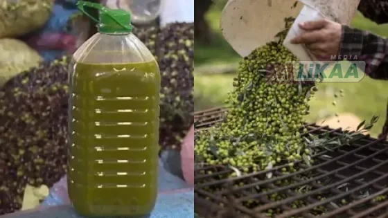 انخفاض أسعار زيت الزيتون بالمغرب مع تحسن المحصول الوطني