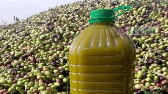 زيت الزيتون هذا الموسم… محصول وفير وجودة ترتقي بتطلعات الفلاحين