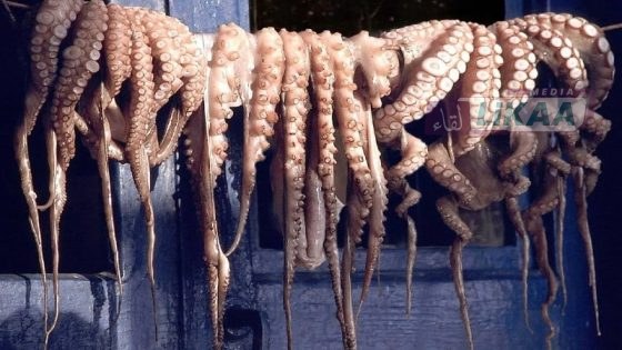 انطلاق موسم صيد الأخطبوط الشتوي 2026 بمؤشرات إيجابية ووفرة المخزون على الساحل الوطني