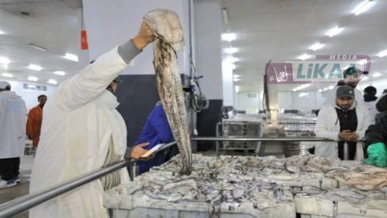 انطلاق ناجح للموسم الشتوي لصيد الأخطبوط بميناء العيون وسط وفرة في الكميات