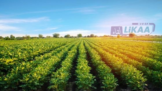 التساقطات المطرية تنعش آمال الفلاحين بموسم فلاحي واعد بجهة الرباط–سلا–القنيطرة