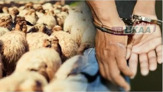 الدرك الملكي ببلفاع ينجح في استرجاع قطيع مسروق وإيقاف مشتبهين