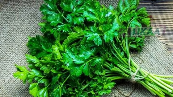 فيضانات الغرب تُكبّد مزارعي القزبر والمعدنوس والنعناع خسائر كبيرة