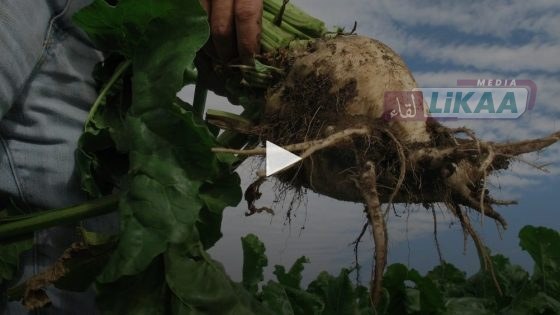 أمطار الخير تنعش زراعات الريف والشمندر السكري بإقليم الناظور