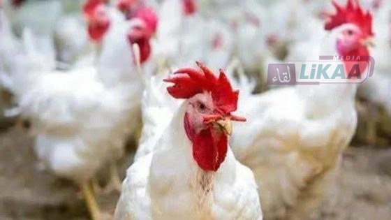 أسعار الدجاج تتراجع قبل شهر رمضان