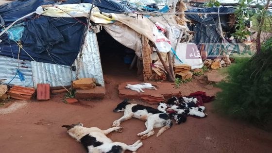 بلالة رحمة… حين يُسمَّم الصمت قبل أن تُسمَّم الحيوانات