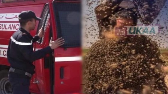 النحل يُنهي حياة ستيني ضواحي إقليم الجديدة