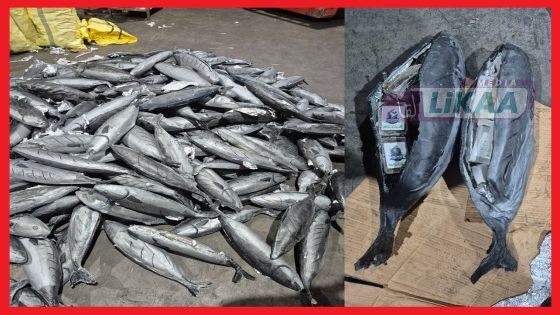 إحباط تهريب أزيد من 3,9 طن من الشيرا بميناء طنجة المتوسط
