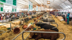 الإنتاج الحيواني في صلب الملتقى الدولي للفلاحة بمكناس.. رهان التحديث والسيادة الغذائية