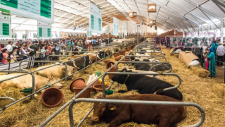 الإنتاج الحيواني في صلب الملتقى الدولي للفلاحة بمكناس.. رهان التحديث والسيادة الغذائية