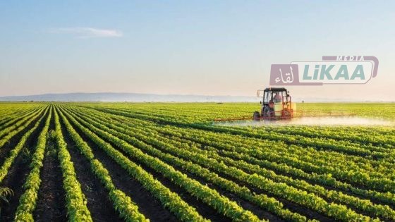 أمطار الخير تنعش فلاحة الشمال.. موسم واعد يلوح في الأفق بجهة طنجة تطوان الحسيمة