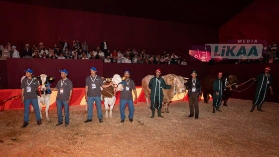 مكناس تحتفي بأفضل الكسابة… تتويج الفائزين في عروض المواشي بالملتقى الدولي للفلاحة