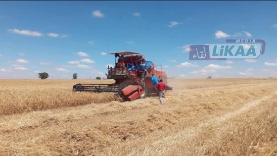 ساكنة سيدي بنور تستقبل موسم الحصاد بأجواء من الفرحة تزامناً مع اقتراب عيد الأضحى