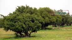 أكادير في قلب المعركة العلمية لحماية الزراعة العالمية