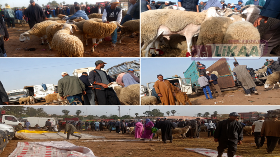 الشناقة يلهبون أسعار الأضاحي بالبئر الجديد.. والأسر عاجزة عن اقتناء الأضحية وسط غياب المراقبة وتدخل الجهات المعنية