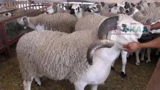 استعدادات عيد الأضحى بالمغرب: تعبئة لضمان وفرة الأضاحي واستقرار الأسواق