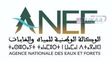 الوكالة الوطنية للمياه والغابات تنفي مزاعم اجتثاث غابات الأرز وتؤكد محدودية المخالفات
