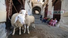 قبل العيد بأسابيع المغاربة يسبقون الزحام نحو الحظائر بحثا عن حولي مضمون