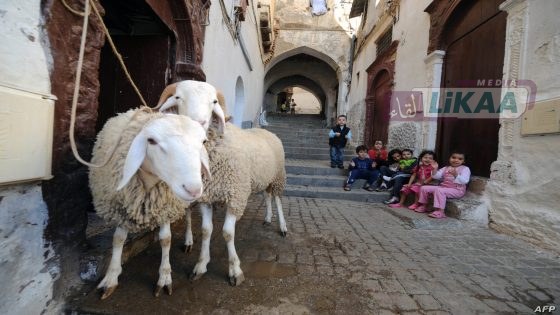 قبل العيد بأسابيع المغاربة يسبقون الزحام نحو الحظائر بحثا عن حولي مضمون