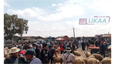 فوضى بيع الأضاحي بالبئر الجديد ترفع الأسعار وتثقل كاهل المواطنين