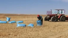 تقرير: الزرع المباشر يعزز ربحية القمح اللين بالمغرب بنسبة تصل إلى 46 في المائة