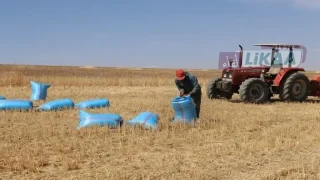 تقرير: الزرع المباشر يعزز ربحية القمح اللين بالمغرب بنسبة تصل إلى 46 في المائة