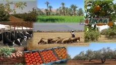 صادرات المنتجات الفلاحية المغربية تواصل النمو وتبلغ 86,2 مليار درهم في 2025
