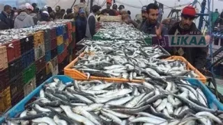 مفرغات الصيد بميناء العيون ترتفع بـ56 في المائة خلال سبعة أشهر