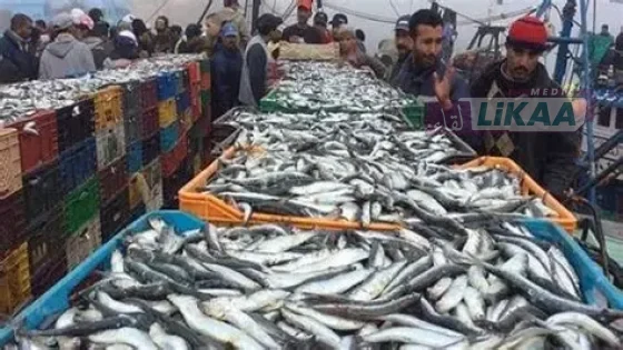 مفرغات الصيد بميناء العيون ترتفع بـ56 في المائة خلال سبعة أشهر
