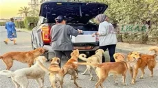 قانون جديد لحماية الحيوانات الضالة.. عقوبات تصل إلى 300 ألف درهم