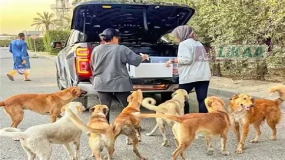 قانون جديد لحماية الحيوانات الضالة.. عقوبات تصل إلى 300 ألف درهم
