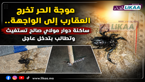 موجة الحر تخرج العقارب إلى الواجهة.. ساكنة دوار مولاي صالح تستغيث وتطالب بتدخل عاجل