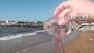 قناديل البحر تغزو الشواطئ المغربية.. تحذيرات من مخاطر اللسعات خلال فصل الصيف