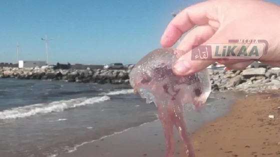 قناديل البحر تغزو الشواطئ المغربية.. تحذيرات من مخاطر اللسعات خلال فصل الصيف