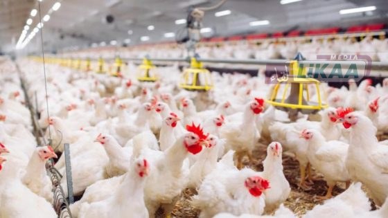 ارتفاع أسعار الدجاج والبيض بالمغرب.. تراجع الإنتاج وتكاليف الأعلاف يضغطان على القدرة الشرائية